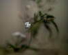 Sample image from gallery